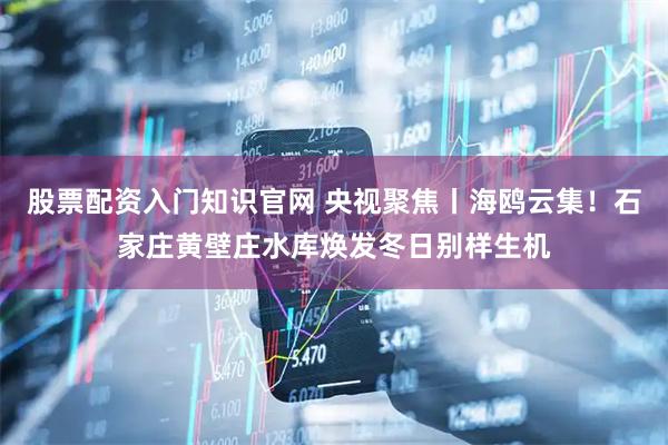 股票配资入门知识官网 央视聚焦丨海鸥云集！石家庄黄壁庄水库焕发冬日别样生机